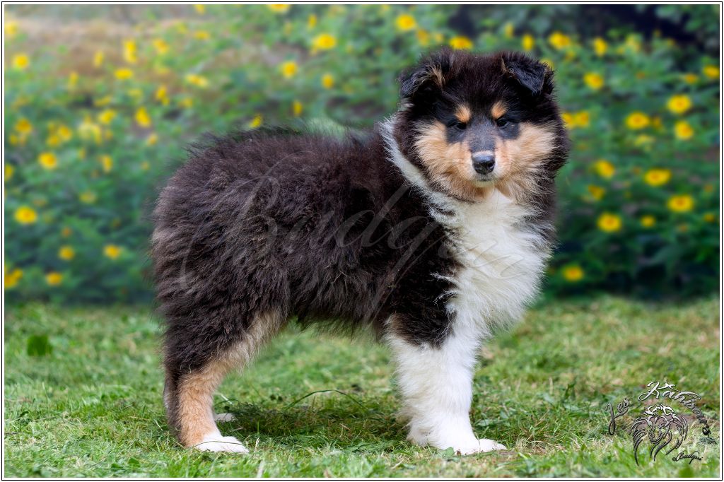 Of Kahisars - Chiots disponibles - Colley à poil long