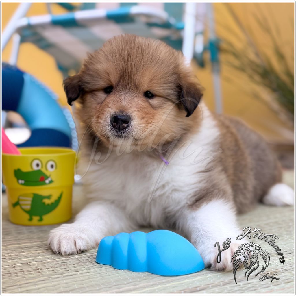 Of Kahisars - Chiots disponibles - Colley à poil long