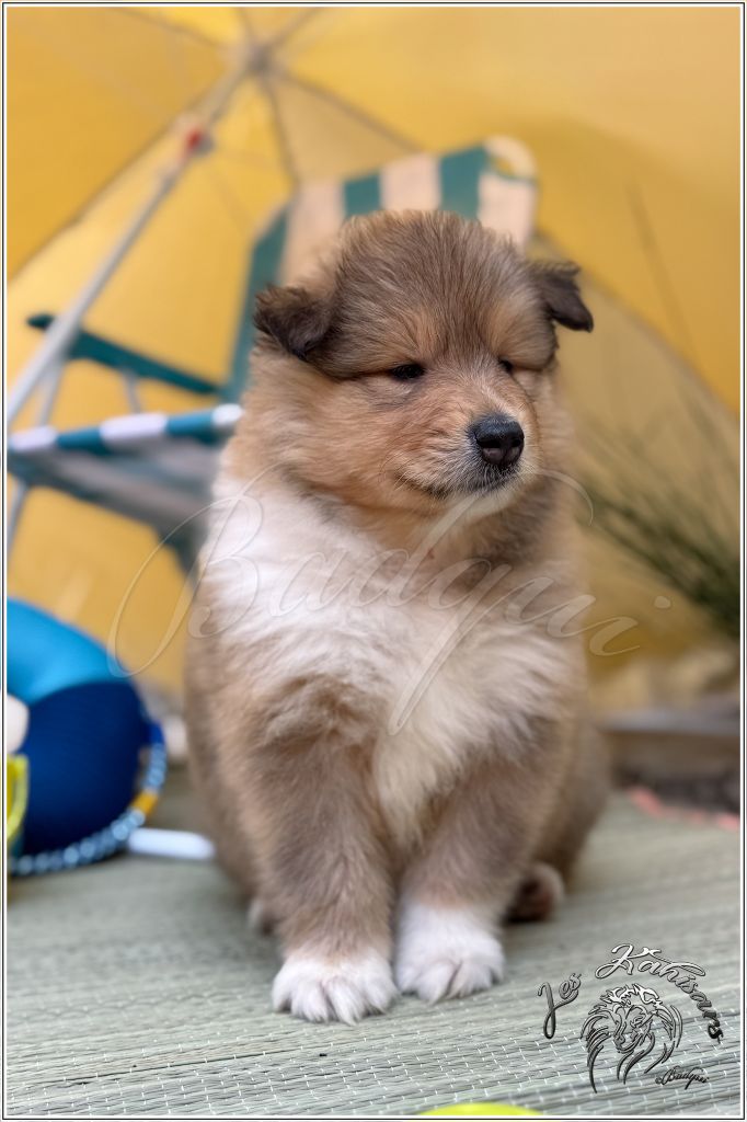 Of Kahisars - Chiots disponibles - Colley à poil long