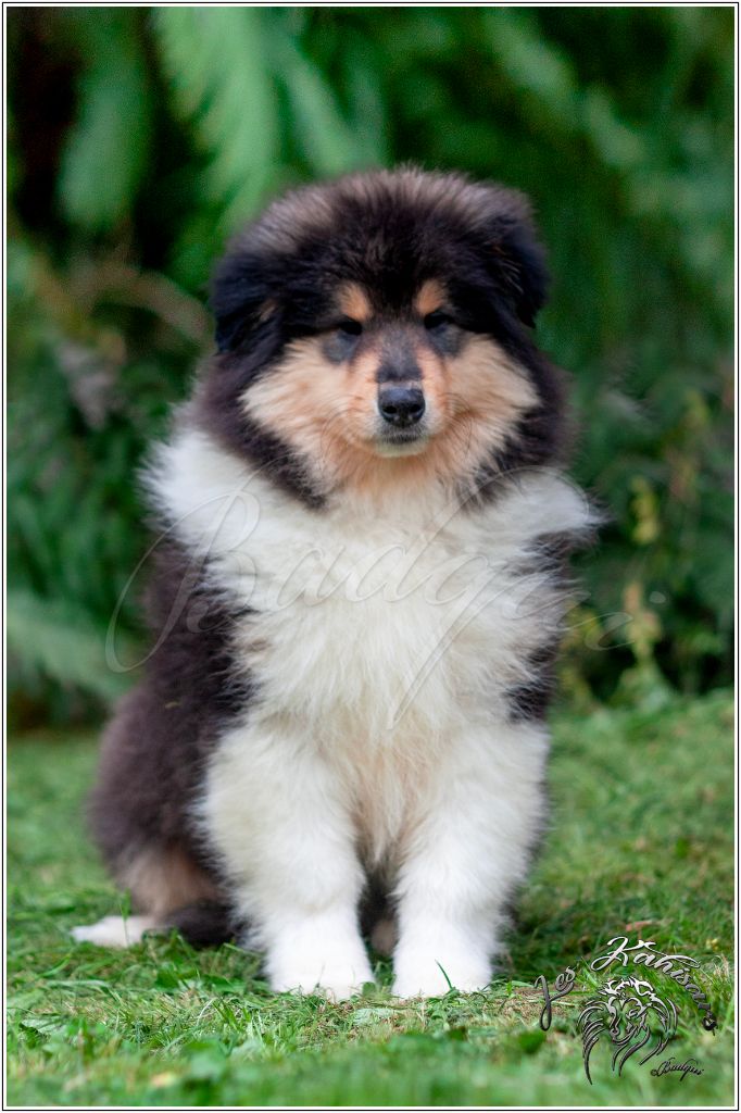 Of Kahisars - Chiots disponibles - Colley à poil long