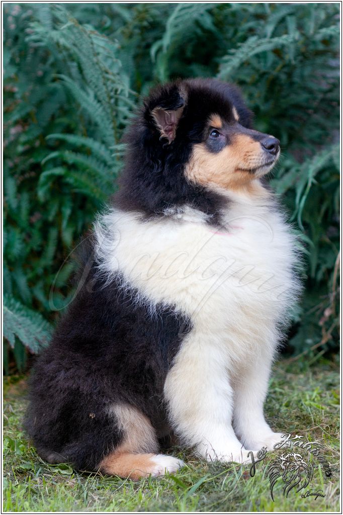 Of Kahisars - Chiots disponibles - Colley à poil long