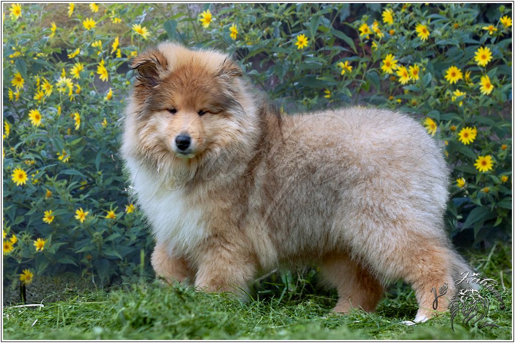 Of Kahisars - Chiots disponibles - Colley à poil long