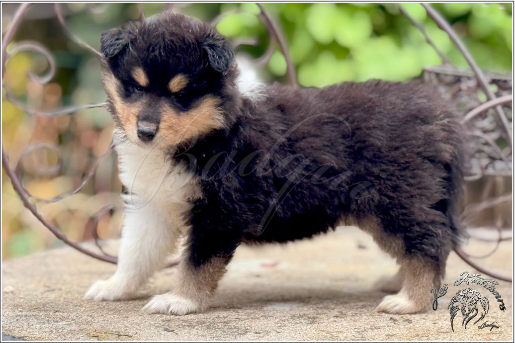 Of Kahisars - Chiots disponibles - Colley à poil long