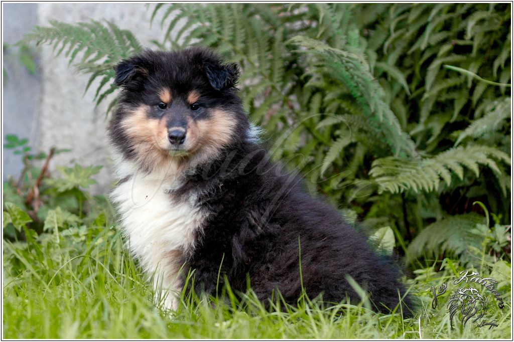 Of Kahisars - Chiots disponibles - Colley à poil long