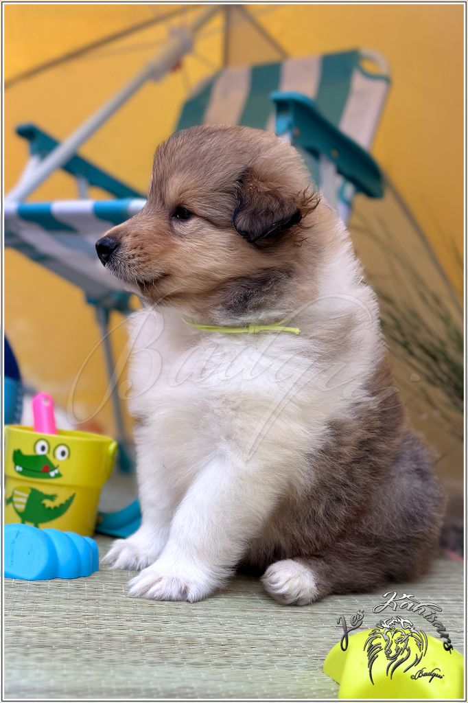 Of Kahisars - Chiots disponibles - Colley à poil long