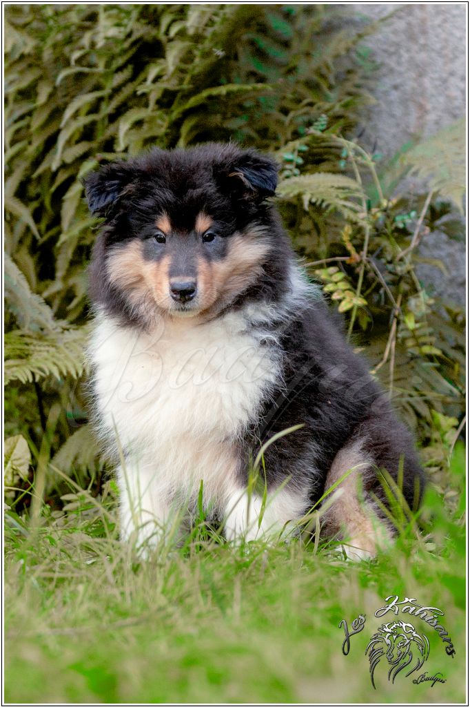 Of Kahisars - Chiots disponibles - Colley à poil long