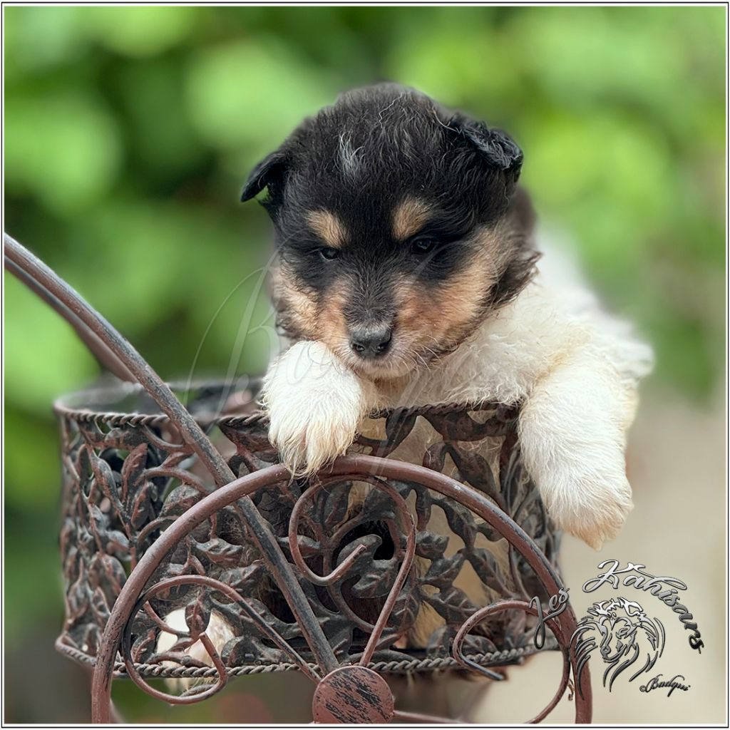 Of Kahisars - Chiots disponibles - Colley à poil long