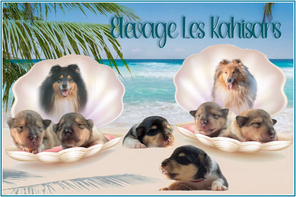 Of Kahisars - Colley à poil long - Portée née le 29/06/2025