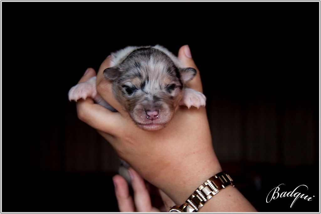Of Kahisars - Colley à poil long - Portée née le 02/09/2016