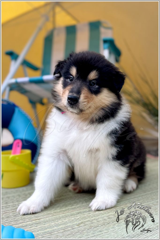 Of Kahisars - Chiots disponibles - Colley à poil long