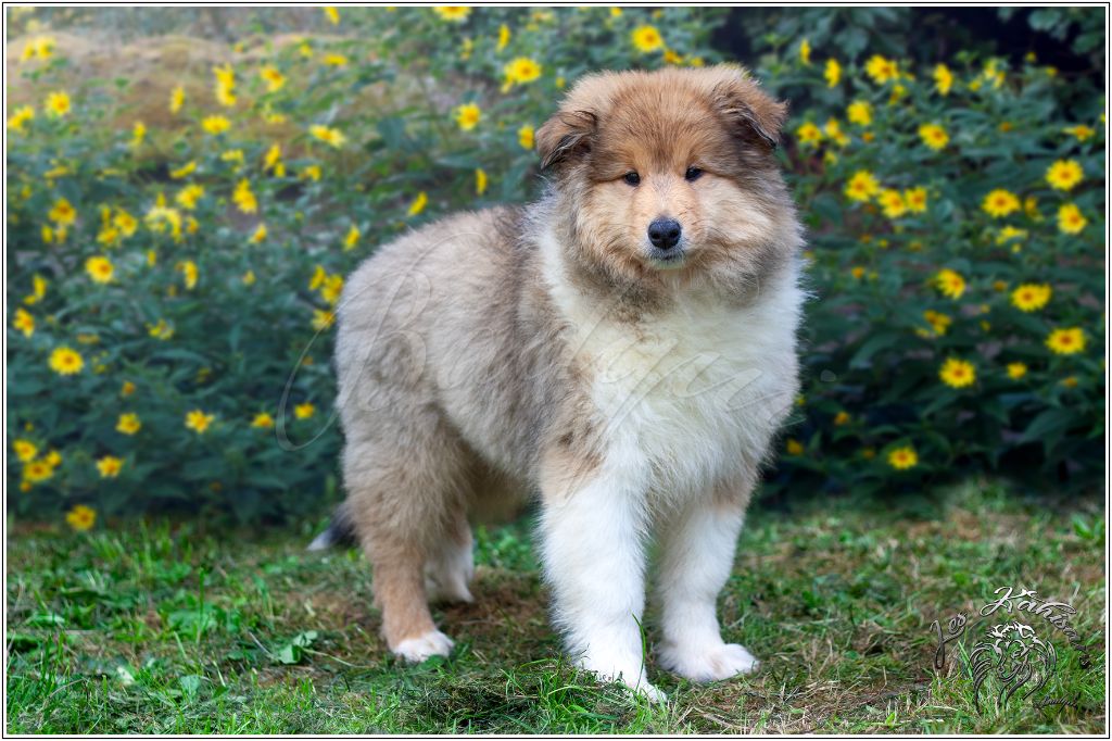 Of Kahisars - Chiots disponibles - Colley à poil long