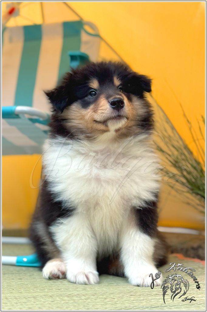 Of Kahisars - Chiots disponibles - Colley à poil long
