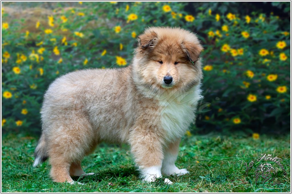Of Kahisars - Chiots disponibles - Colley à poil long